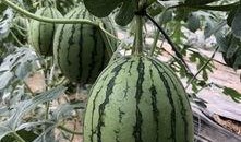 网红大瓜在哪找,揭秘热门事件背后的秘密聚集地